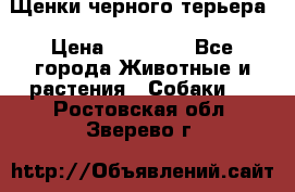 Щенки черного терьера › Цена ­ 35 000 - Все города Животные и растения » Собаки   . Ростовская обл.,Зверево г.